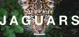 与美洲虎同住(Living with Jaguars)